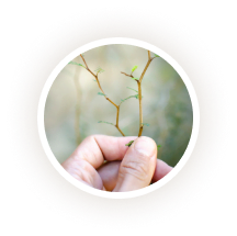 Ellipse 26